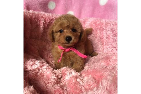 成約済の福岡県のトイプードル-34785の4枚目